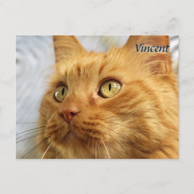 Orange Maine Coon Cat Post Card (Front)