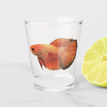Orange male betta illustration