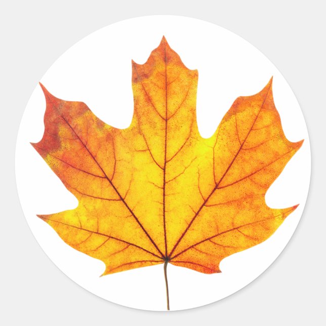Orange maple leaf classic round sticker (Front)