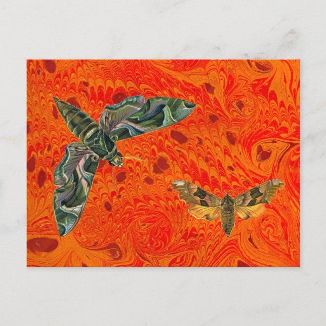 Orange Marbled Moth Postcard (Front)