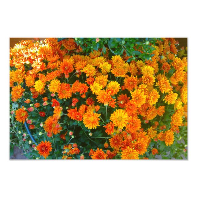 Orange Margarita Daisy Flower Photo Print (Front)