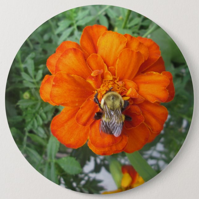 Orange Marigold Bee Flower 6 Cm Round Badge (Front)