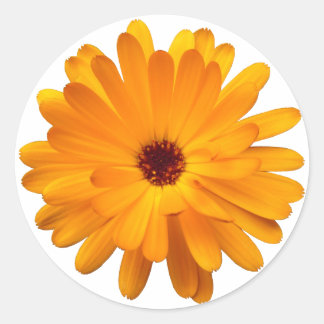 Orange Marigold Classic Round Sticker