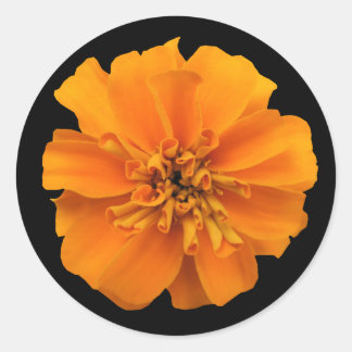Orange Marigold Flower on Black Classic Round Sticker