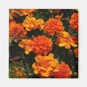 Orange Marigold Flowers  Magnet