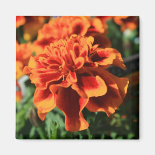 Orange Marigold Flowers Magnet