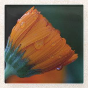 Orange marigold glass coaster