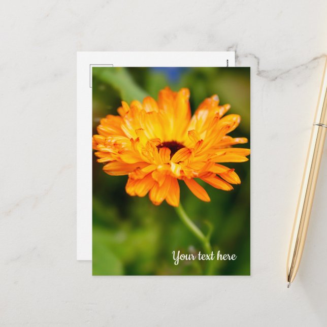 Orange Marigold Holiday Postcard (Front/Back In Situ)