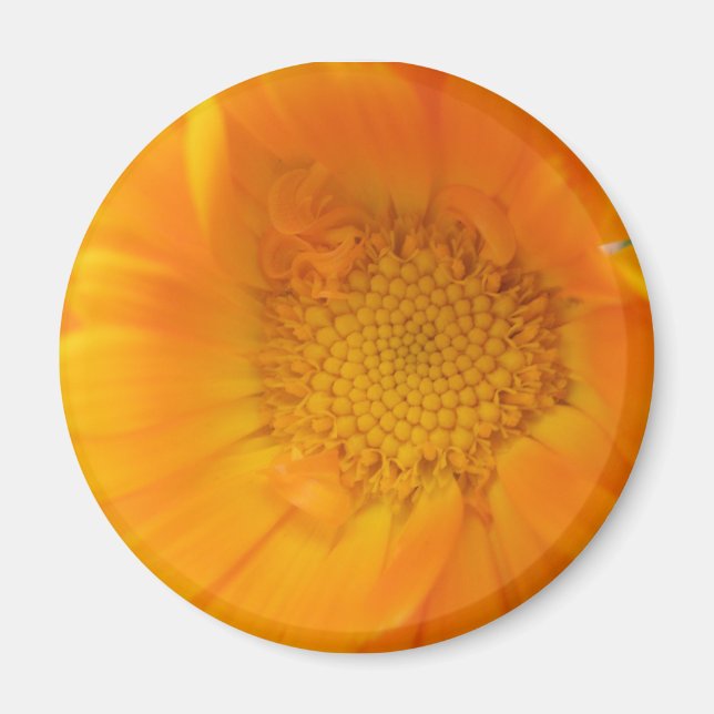 Orange Marigold Macro Magnet (Front)