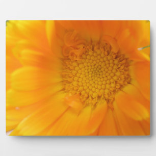 Orange Marigold Macro Plaque