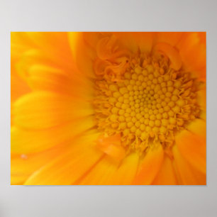 Orange Marigold Macro Print