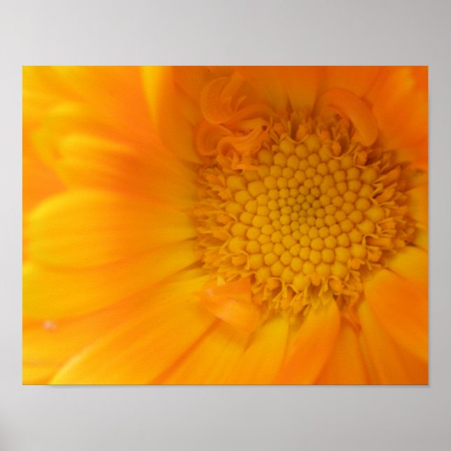 Orange Marigold Macro Print (Front)