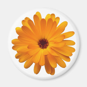 Orange Marigold Magnet