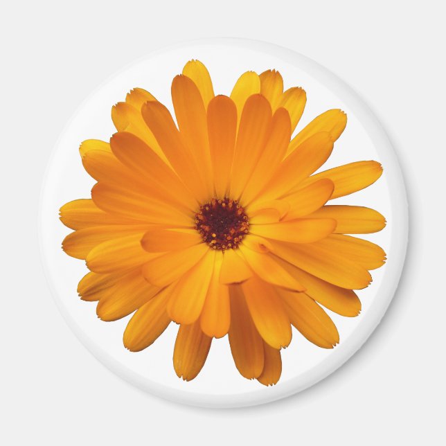 Orange Marigold Magnet (Front)