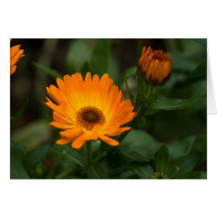 Orange Marigold Orangefarbene Ringelblume