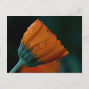 orange marigold postcard