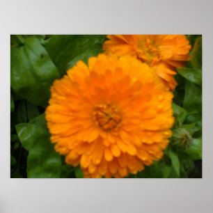 Orange Marigold Print