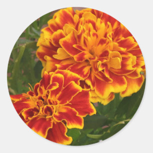 Orange Marigolds Striking Garden Photo Classic Round Sticker