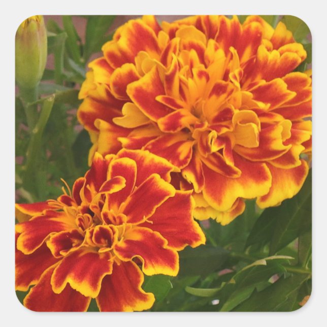 Orange Marigolds Striking Garden Photo Square Sticker (Front)