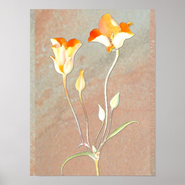 Orange Mariposa Tulip Poster (Front)