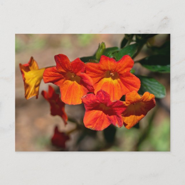 Orange Marmalade Bush Postcard (Front)
