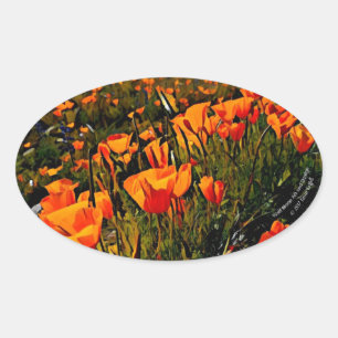 Orange Mexican Gold Poppies blooming in spring Oval Sticker