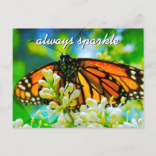 Orange Monarch Butterfly Photo Always Sparkle Postcard (Front)
