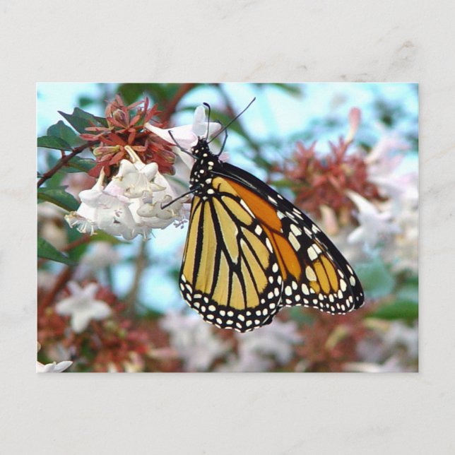 Orange Monarch Butterfly Postcard (Front)