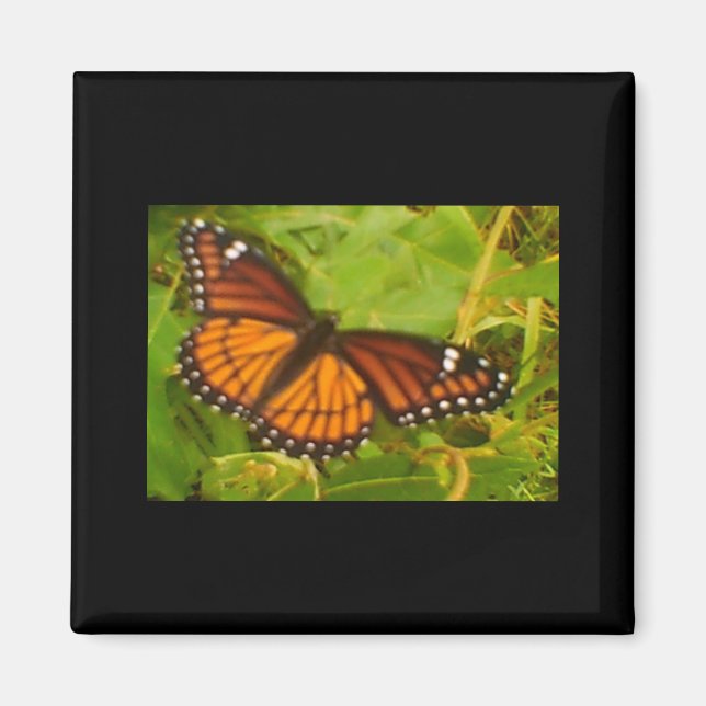 Orange Monarch Magnet (Front)