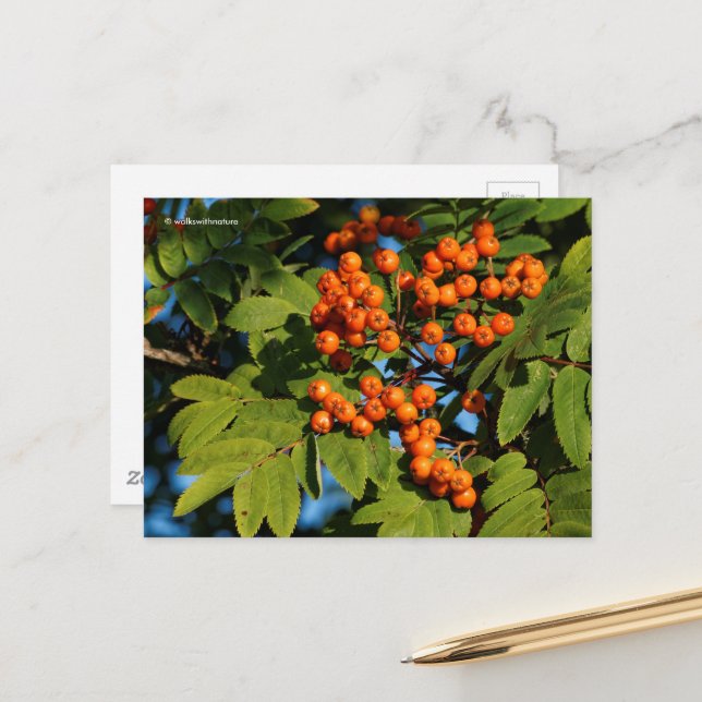 Orange Mountain Ash Rowan Berries Postcard (Front/Back In Situ)