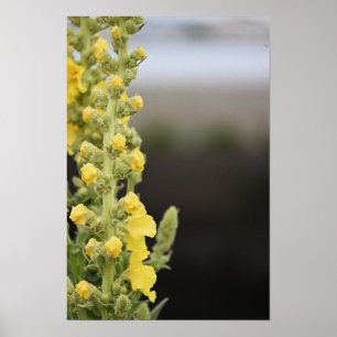 Orange Mullein Flowers Poster