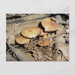Orange Mushroom Group Postcard