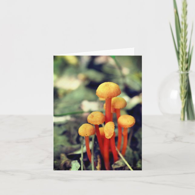 Orange Mushrooms Nature Blank Note Card (Front)