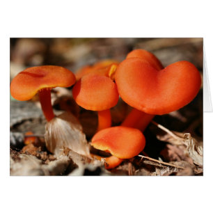 Orange Mushrooms Nature Card