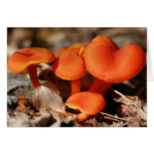 Orange Mushrooms Nature Card (Front Horizontal)