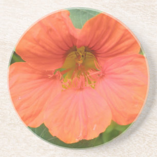 Orange Nasturtium Flower Coasters