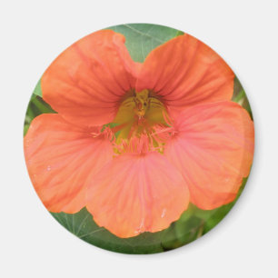 Orange Nasturtium Flower Magnet