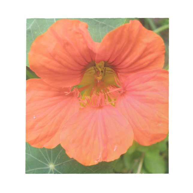 Orange Nasturtium Flower Notepad (Front)