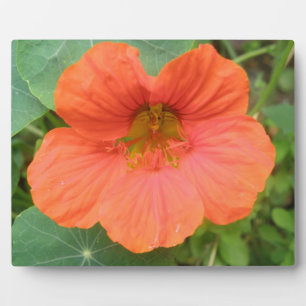 Orange Nasturtium Flower Plaque