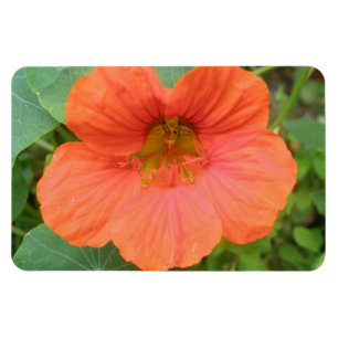 Orange Nasturtium Flower Premium Magnet