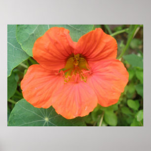 Orange Nasturtium Flower Print
