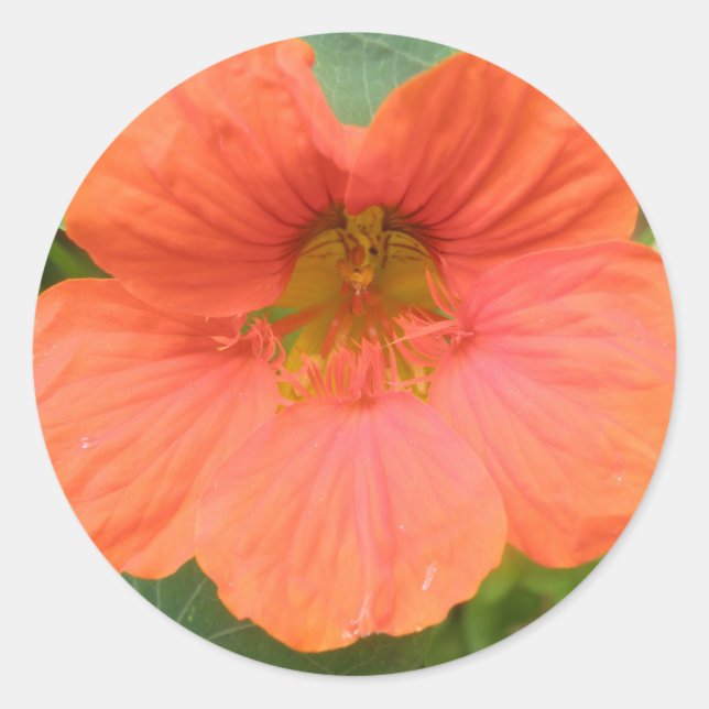Orange Nasturtium Flower Stickers (Front)