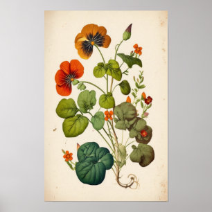 Orange Nasturtium Vintage Botanical Wall Art