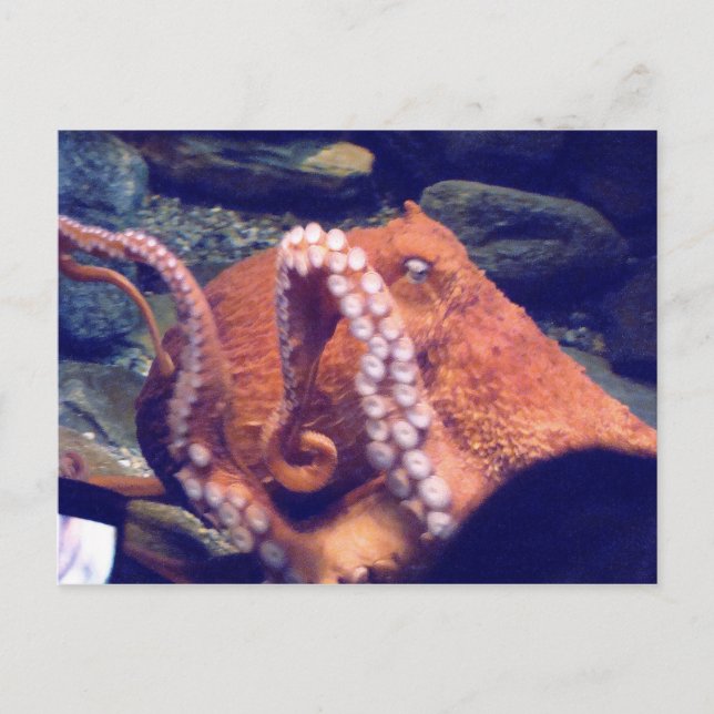 Orange Octopus Photos Postcard (Front)