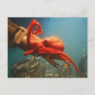Orange Octopus Postcard