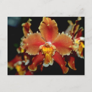 Orange Oncidium flowers Postcard