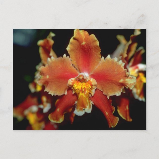 Orange Oncidium flowers Postcard (Front)