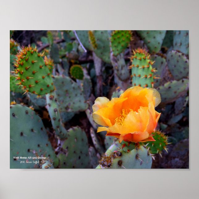 Orange opuntia prickly pear cactus blossom photo poster (Front)