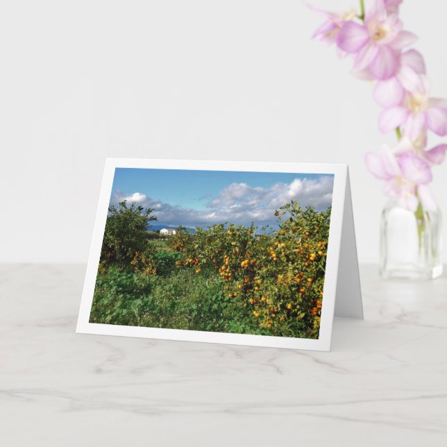 Orange Orchard, Valencia, Spain Card (Orchid)