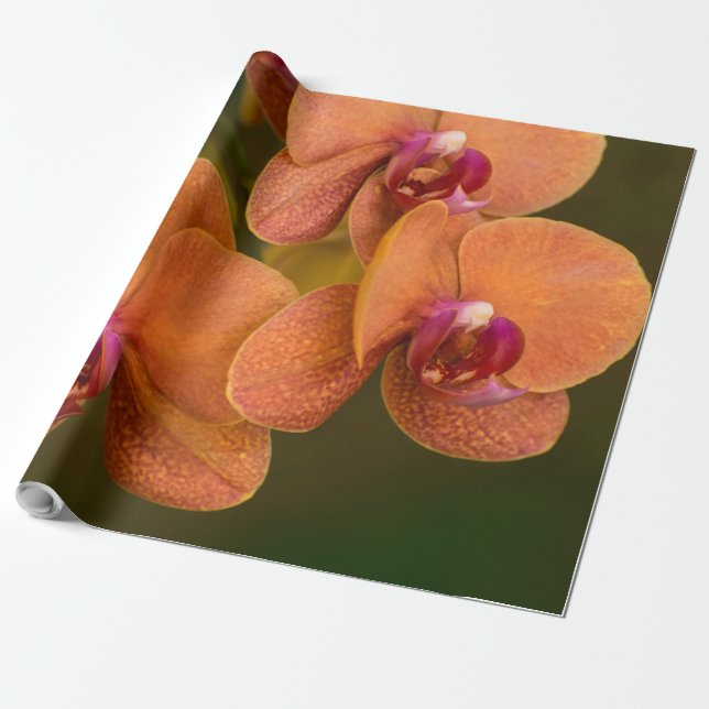 Orange orchid flower wrapping paper (Unrolled)